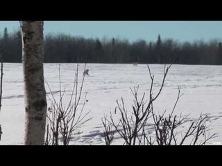 Hunting Coyotes in Winter