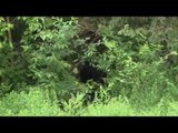 Hunting Black Bear Using Bait Traps in Ontario