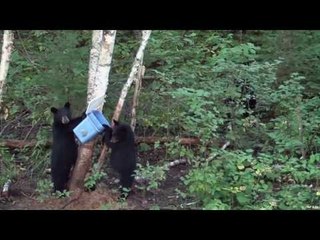 Hunting Black Bear with Calls in Ontario