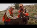 Hunting Quail in Arizona with Dogs