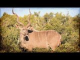 African Safari Hunting Part 3 - Kudu Hunting