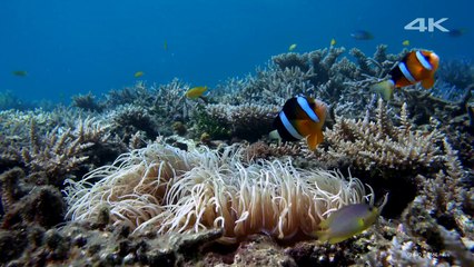 Демонстрация 4К качества! (Прекрасное море)