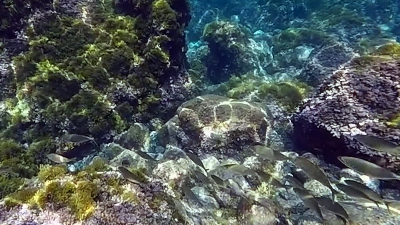 Sapore di ciuffi