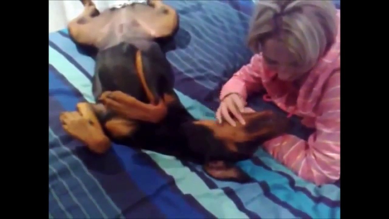 Funny Doberman Compilation