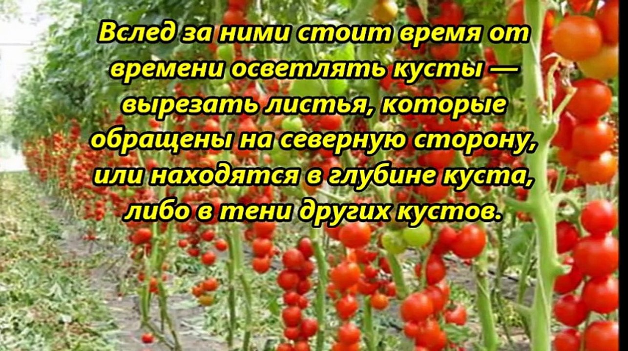 НУЖНО ЛИ ОБРЫВАТЬ ЛИСТЬЯ У ТОМАТОВ