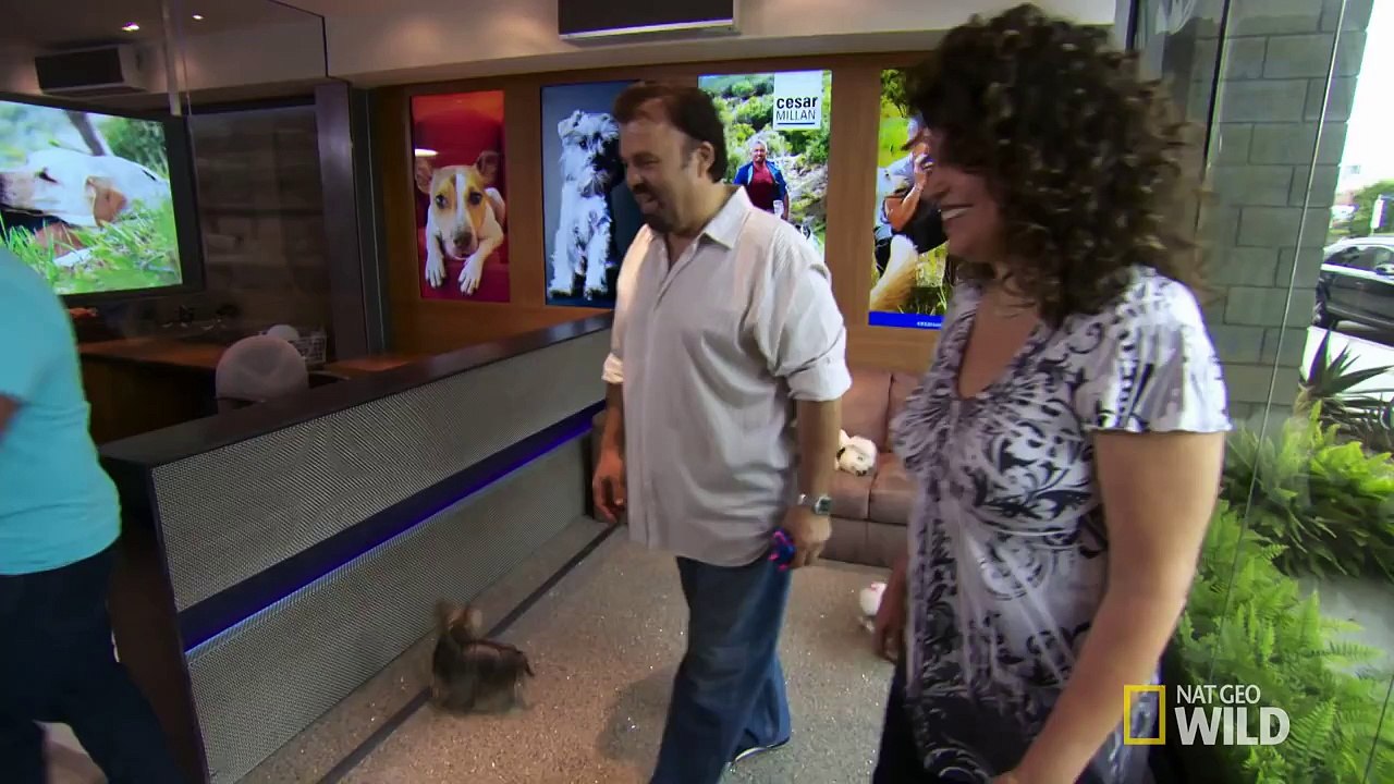 Its Me or the Dog