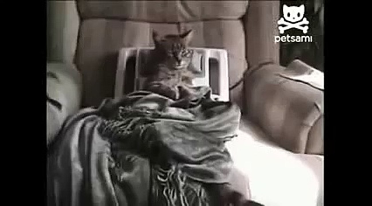 Stressed Out Cat Gets Relaxing Massage - Funny Video.mpg