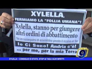 XYLELLA - CONSIGLIO DI STATO, STOP ALL'ERADICAZIONE DEGLI ULIVI INFETTI