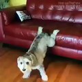 Twerking Dog VINE