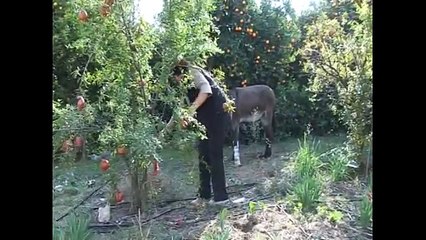 Gülsüm öğretmen, ayağı kopan eşeğe protez taktırdı