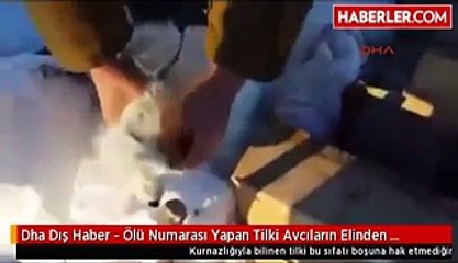 Ölü Numarası Yapan Tilki Avcıların Elinden Kurtuldu