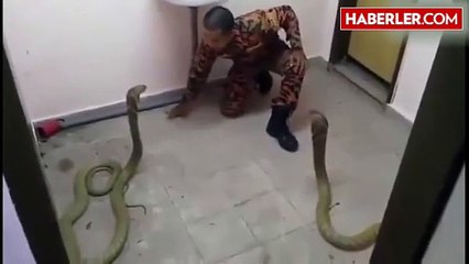 Ölüm Öpücüğü! Asker, Kobrayı Ağzından Öptü