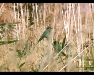 Зеленая щурка. Армения