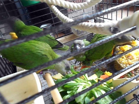 bon appétit les bébés youyou