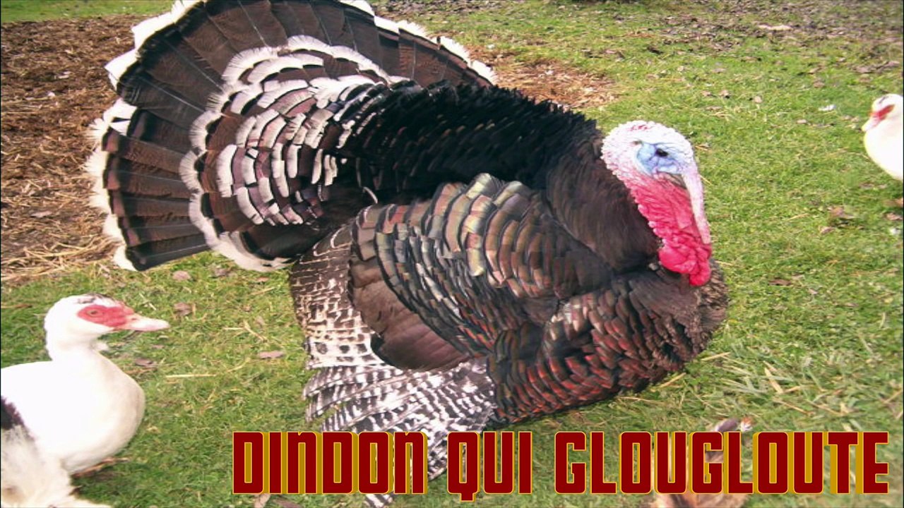 DINDON qui  GOUGLOUTE le CRI du DINDON