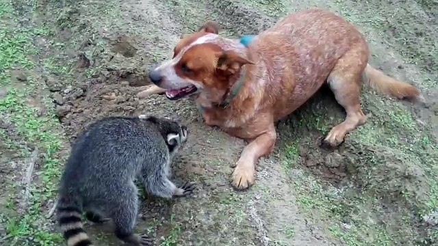 Собака & енот