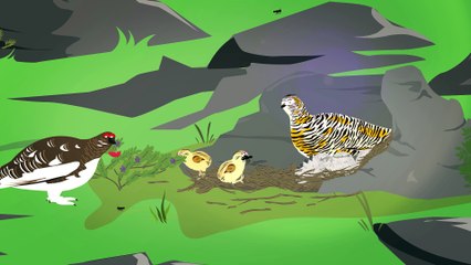 Phénologie : ça chauffe en montagne ! Et pour les animaux ?