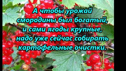 Очень полезные советы по выращиванию овощей и ягод