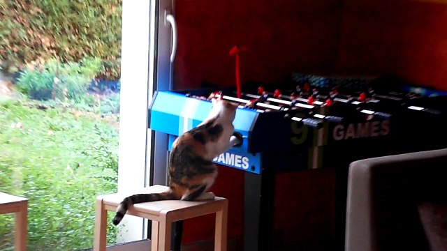 chat qui joue au babyfoot