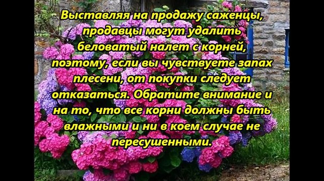 ПОКУПКА И ПОСАДКА ГОРТЕНЗИЙ