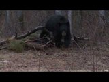 Hunting Brown Bear with Crossbow in Ontario