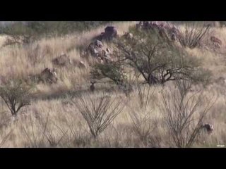 On The Border With Cartel Coues Hunting Peccary