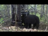 Hunting Black Bear with Bow in Ontario
