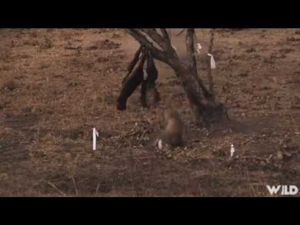 Hunting Leopard in Mozambique