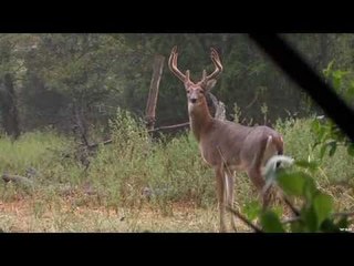 Hunting Whitetail in Kentucky