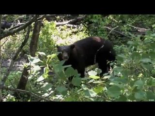 Black Bear Hunting