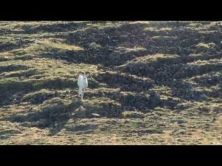 Yukon Dall Sheep Hunt Part 1