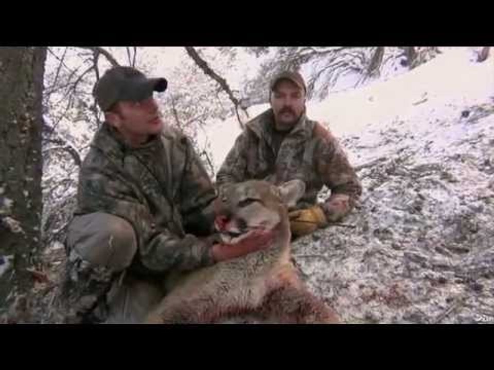 Bowhunting Cougars