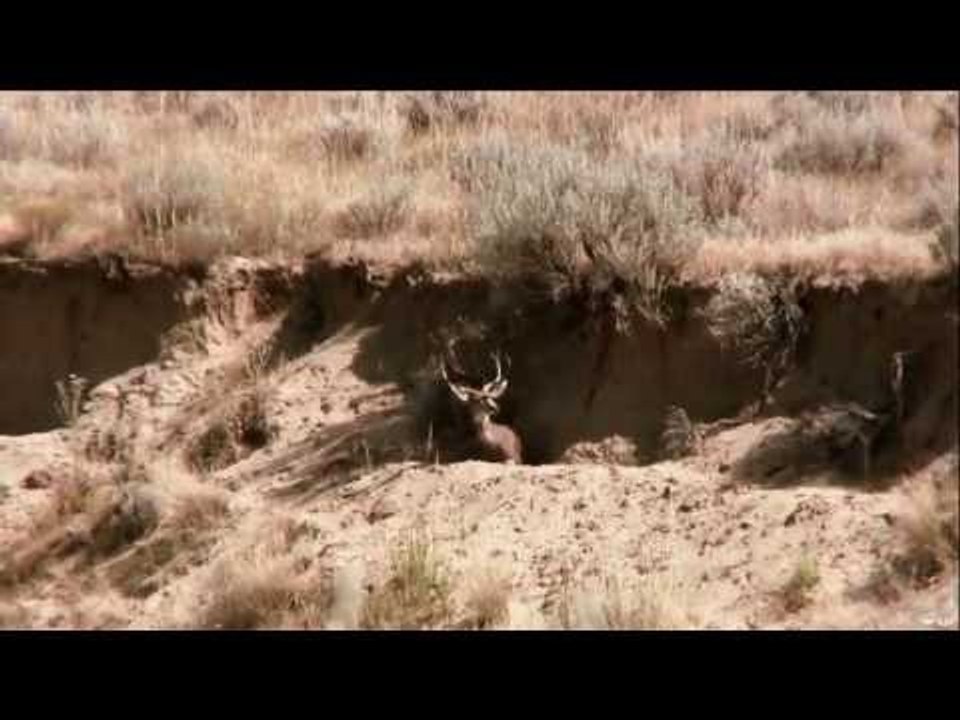 Bowhunting Mule Deer