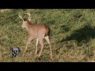 Hunting Whitetail Deer with Bow in Ohio