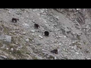 Mountain Tahr Hunting With Tim Burnett