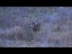White-tailed Deer Bowhunting In The Wild
