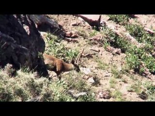 Bowhunting Mule Deer In The High Country