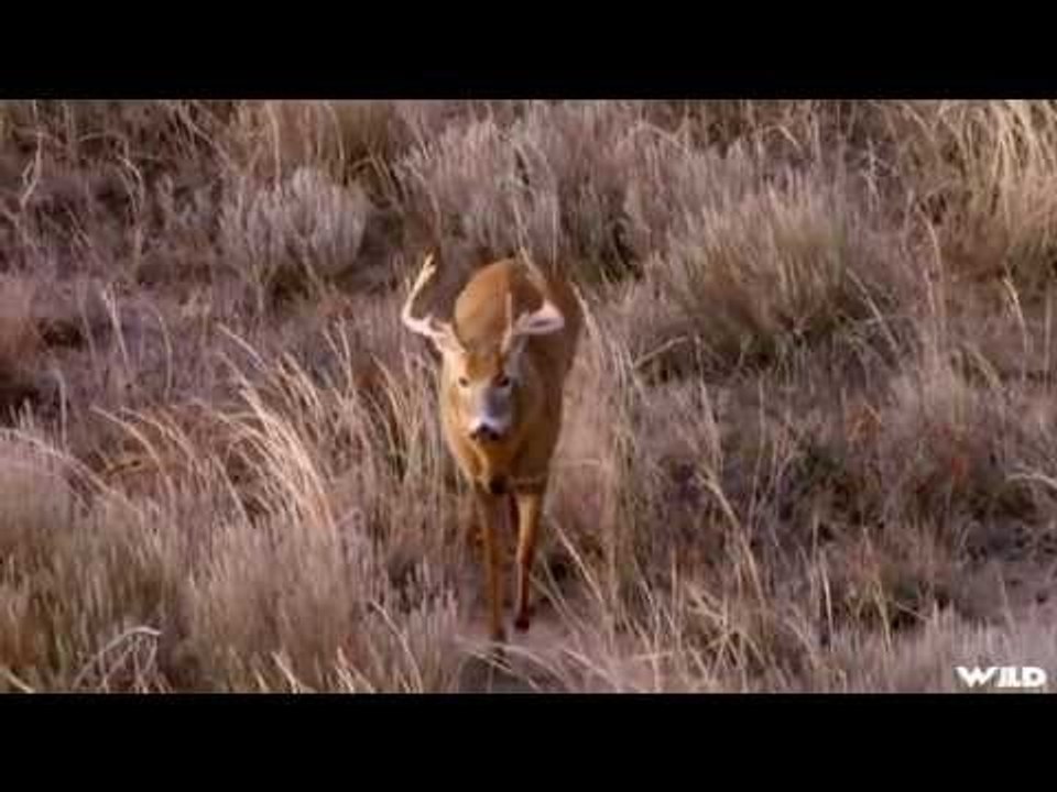 White-tail Deer Bowhunting