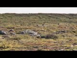 Ultimate Caribou Hunting (UNCUT)