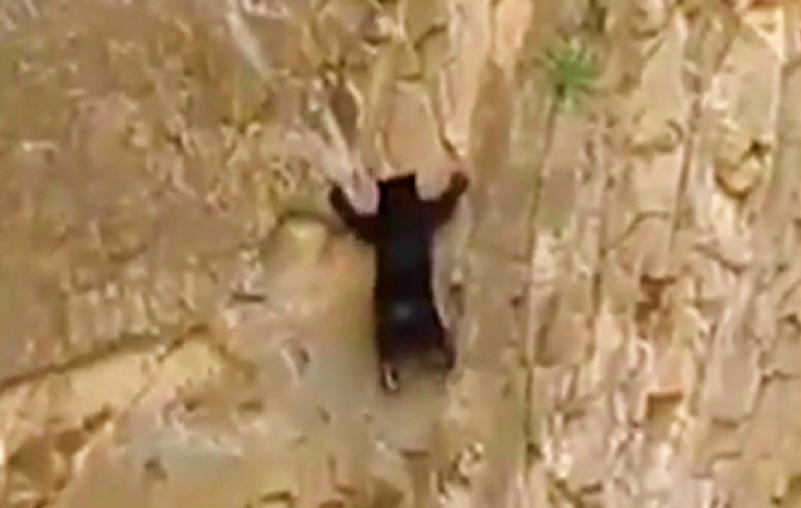 Yavru Ayı Düz Kayaya Tırmandı