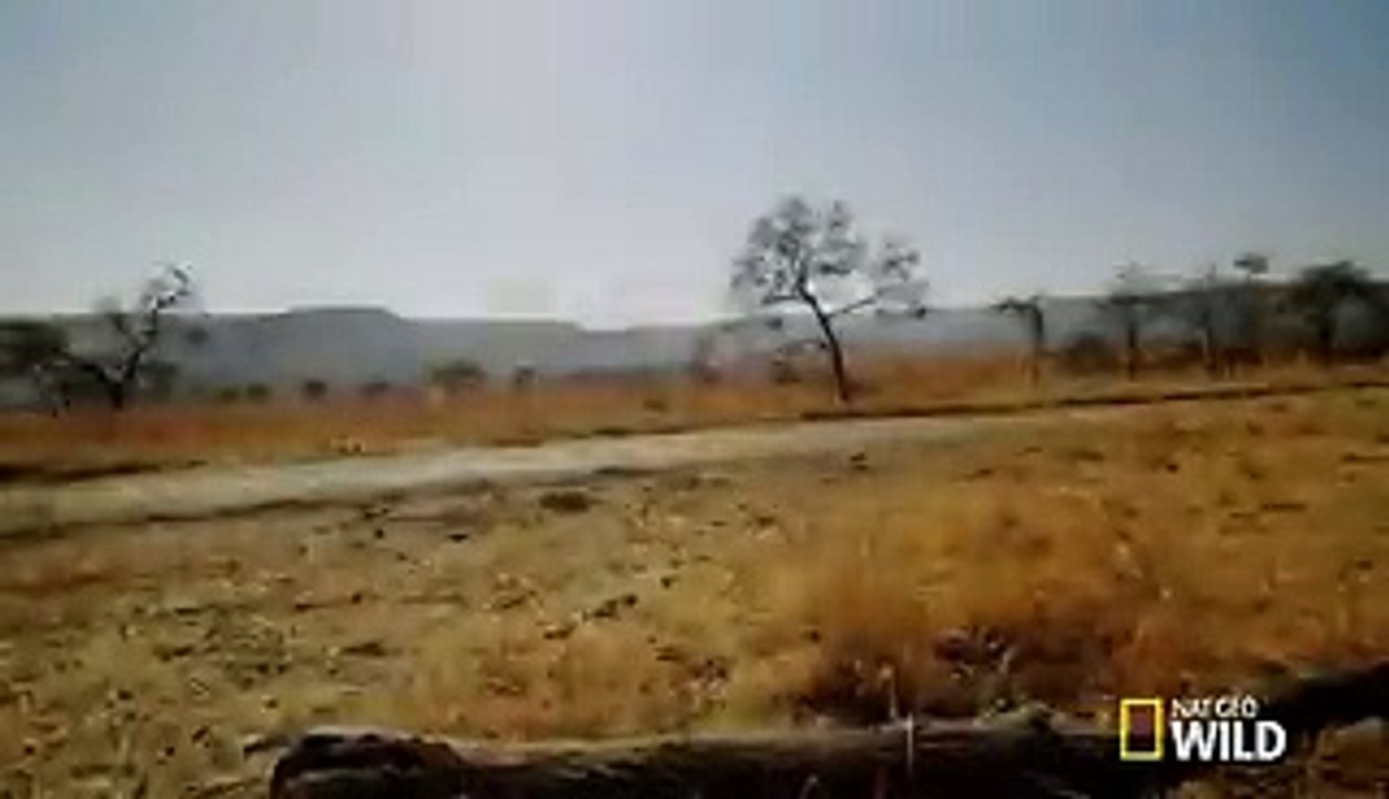 Dangers scientific experiment with Lions