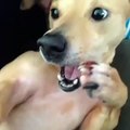 Slow Motion Dog Sneeze (FUNNY VINE!)