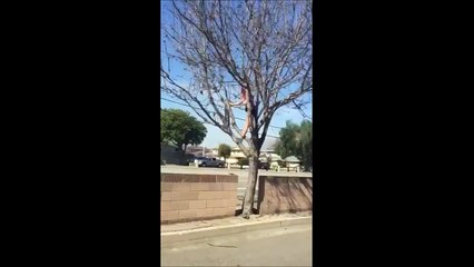 Une prostituée dans un arbre au bord de la route??? WTF???