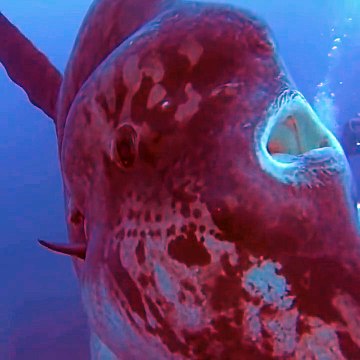 Des plongeurs nagent avec un poisson géant Mola Mola (Sunfish)
