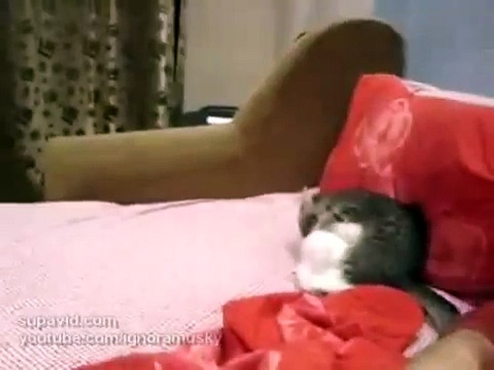 Funny Cat Videos. Очень злой котенок. very angry kitten