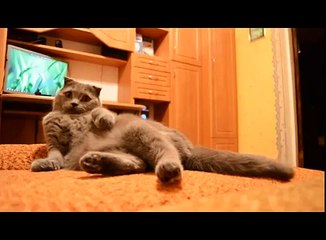 Британский вислоухий котик, милый лентяй