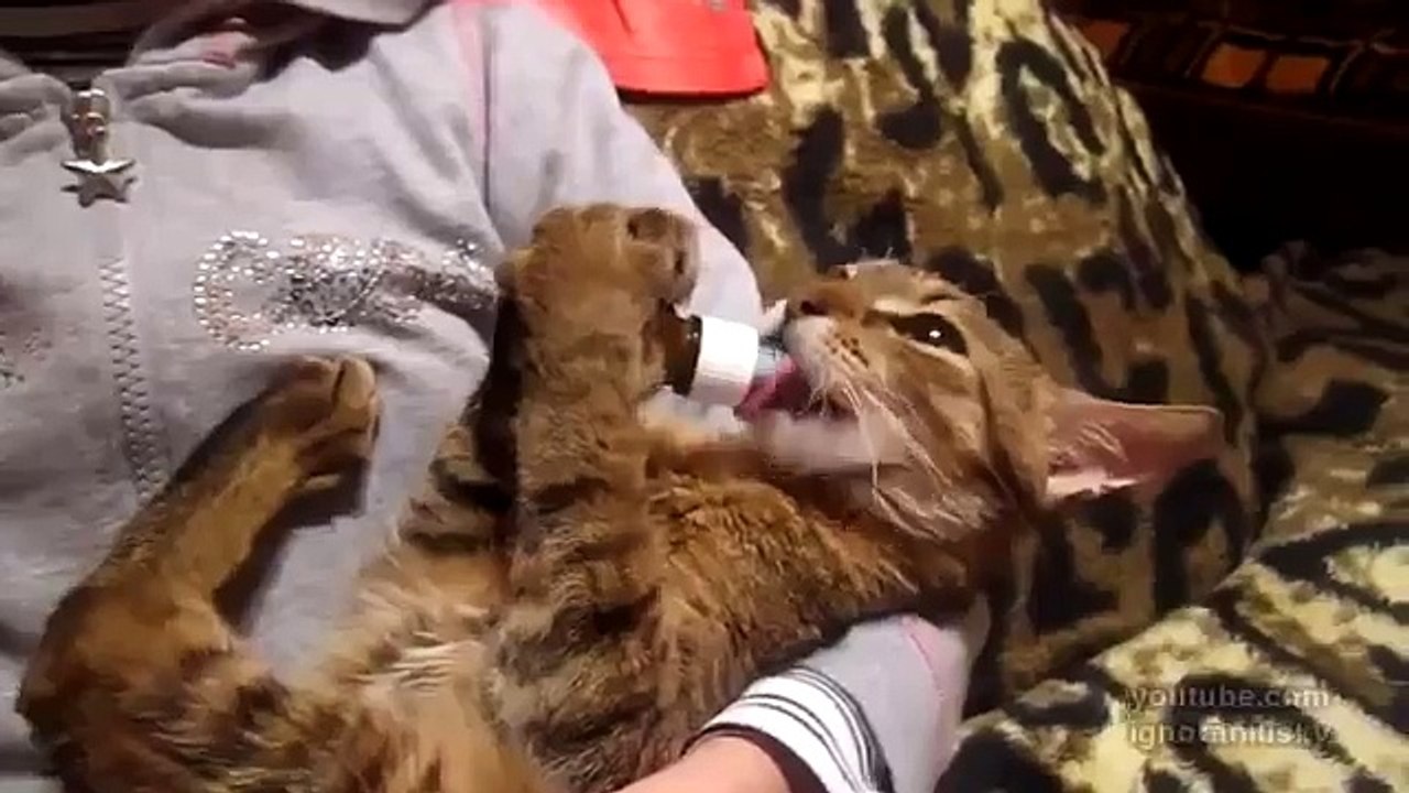 Валерьянка рулит!