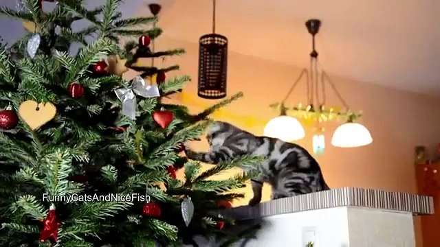 Веселые котэ готовятся к Новому году! Funny Cat Videos