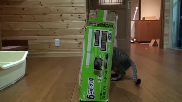 Где спрятался кот Найди кота