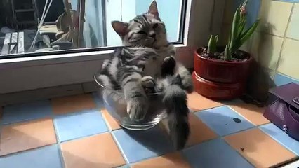 Вот это котяра!